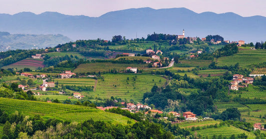 Le caratteristiche della Ribolla Gialla