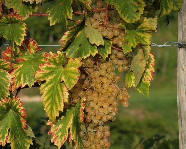Paolo e Noemia d'Amico